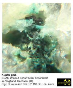 Kupfer ged. - SDAG Wismut Schurf 5 bei Tirpersdorf im Vogtland, Sachsen, (D) - Slg. D.Neumann BNr. 01190.JPG